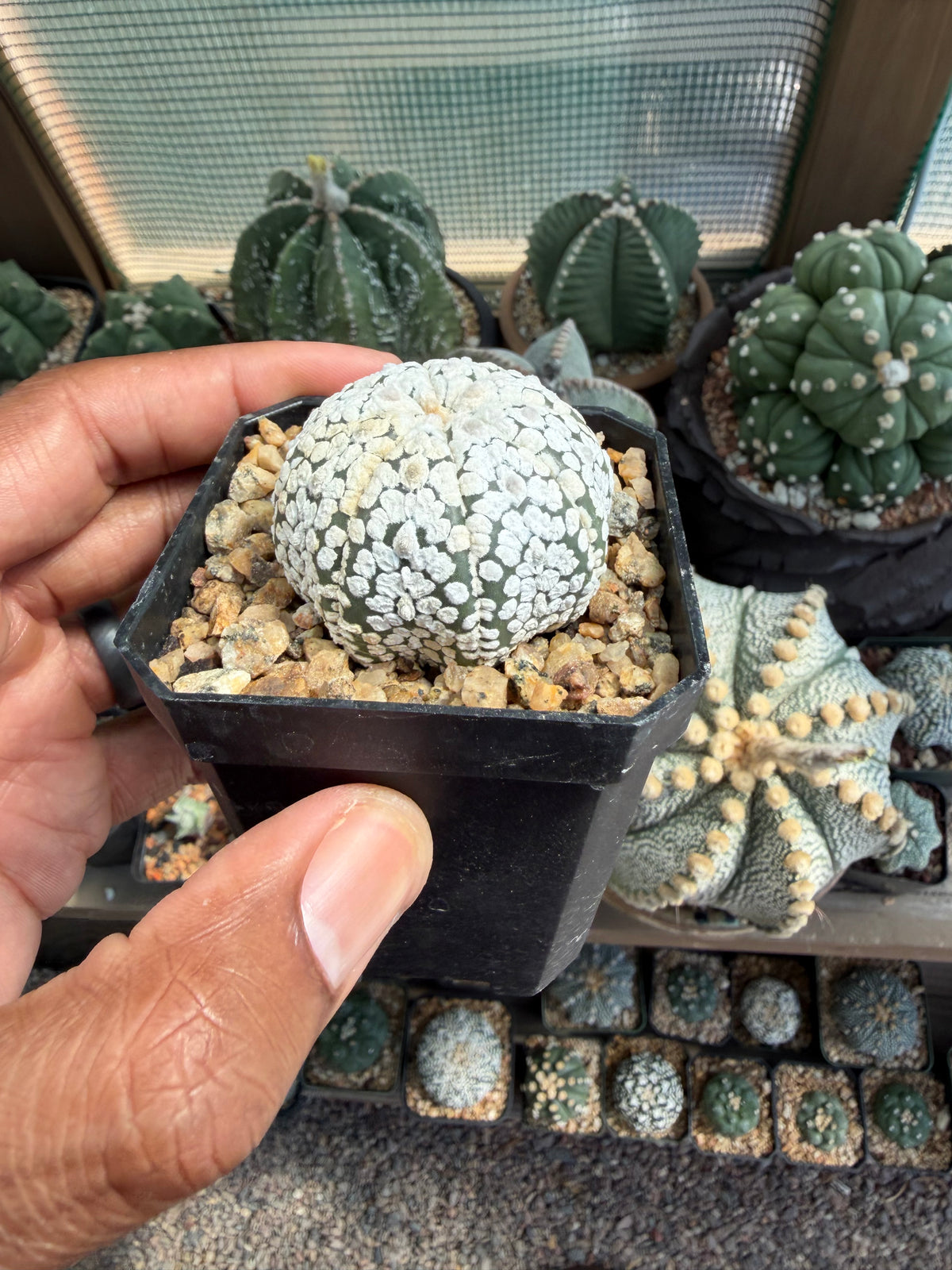 Astrophytum asterias Superkabuto Snow
