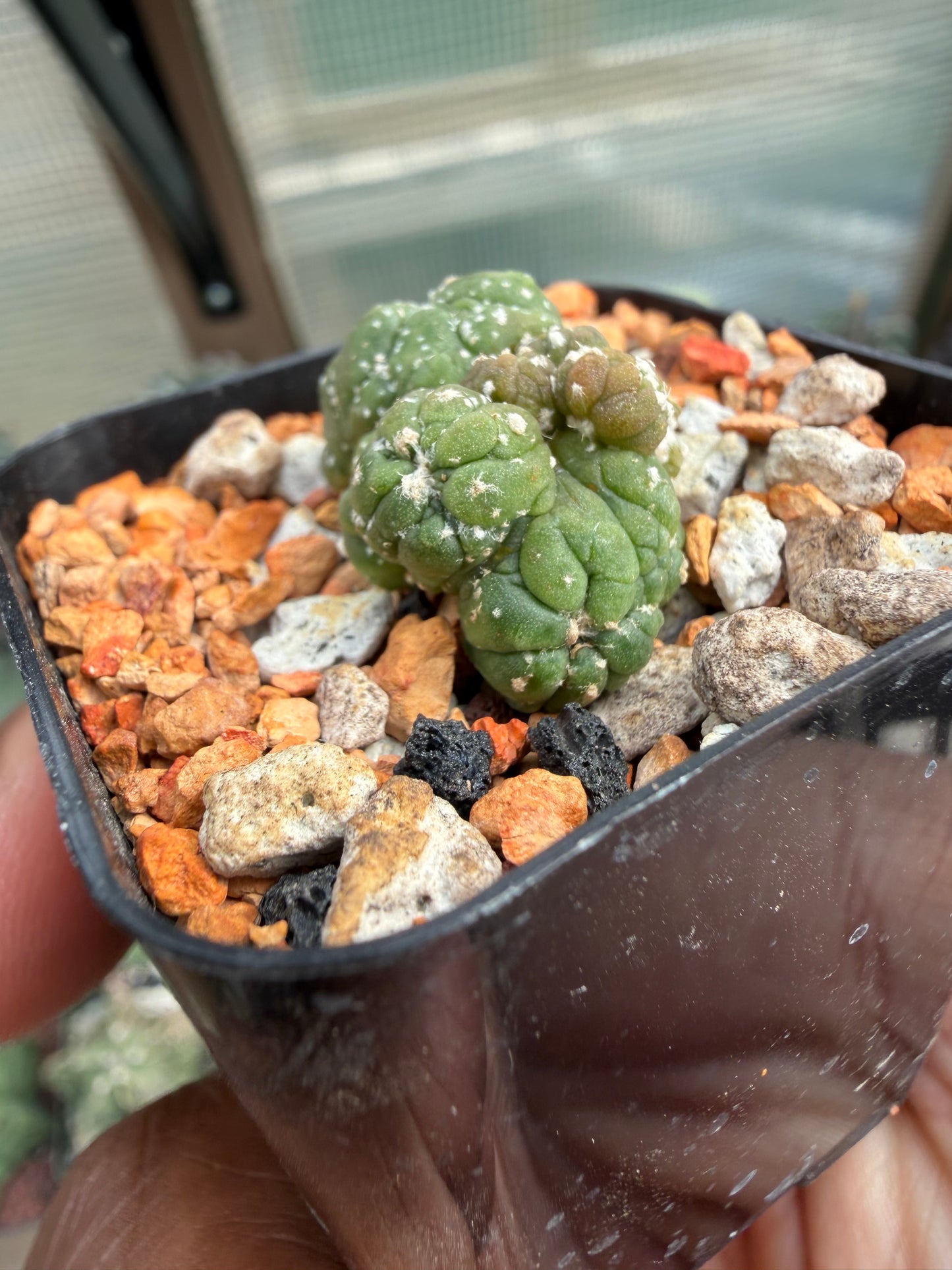 Astrophytum asterias Kikko Lizard Skin Cristata