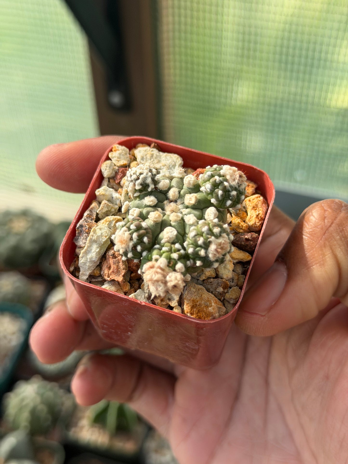 Astrophytum asterias prolifera