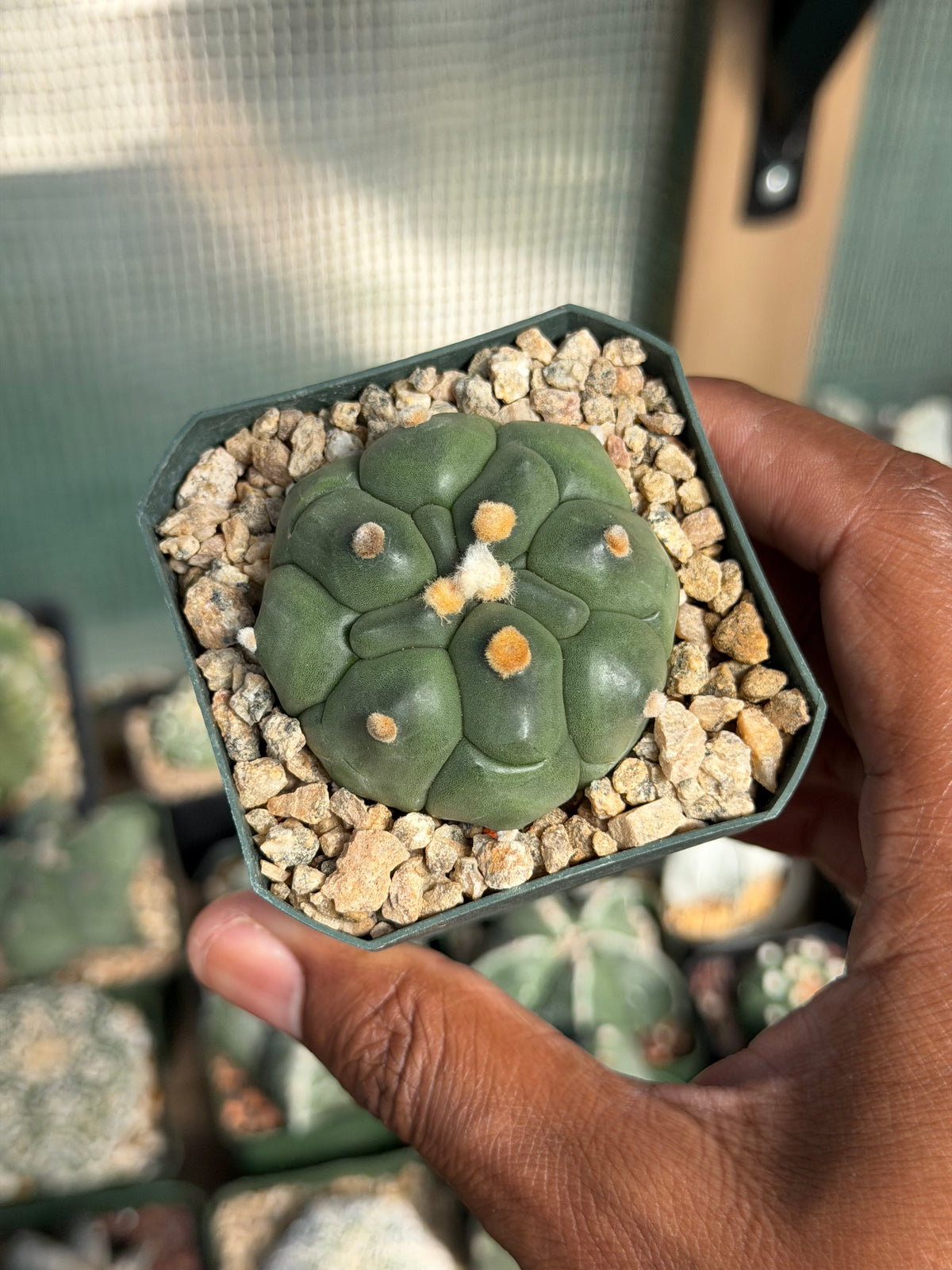 Astrophytum asterias Kikko