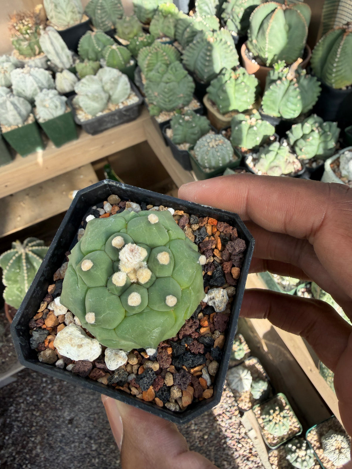 Astrophytum asterias Kikko
