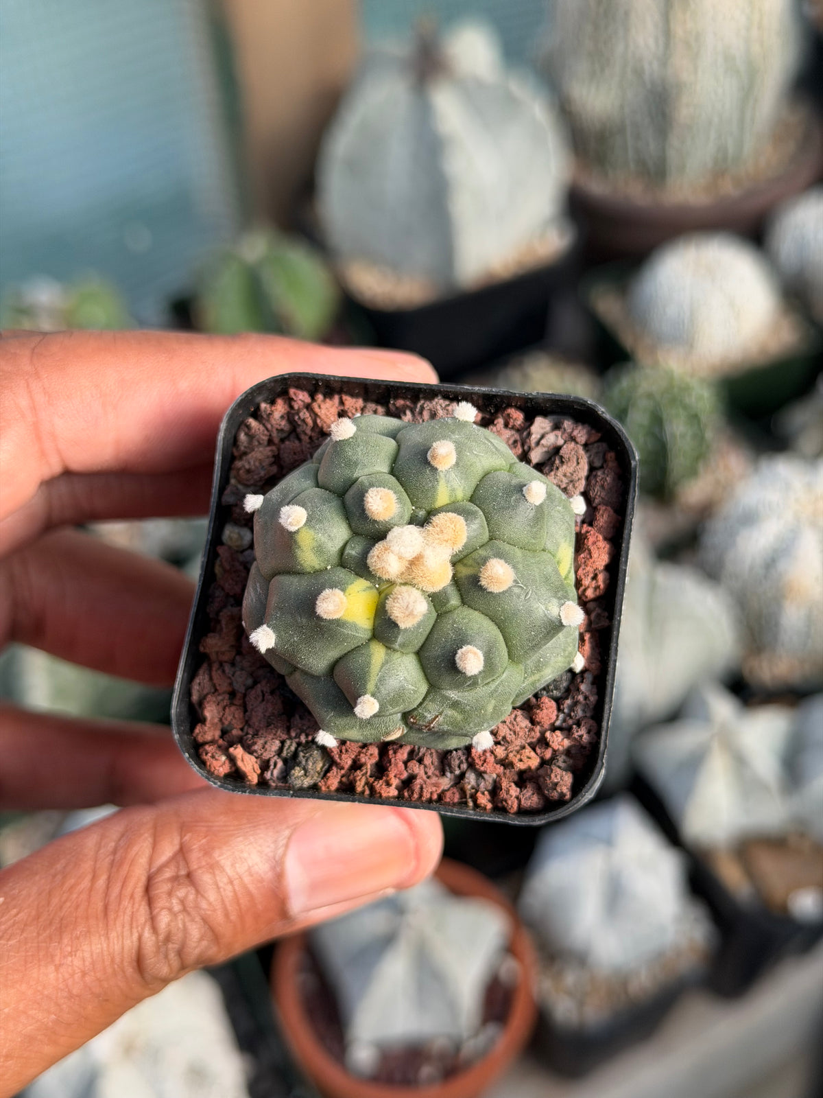 Astrophytum asterias Kikko Variegated
