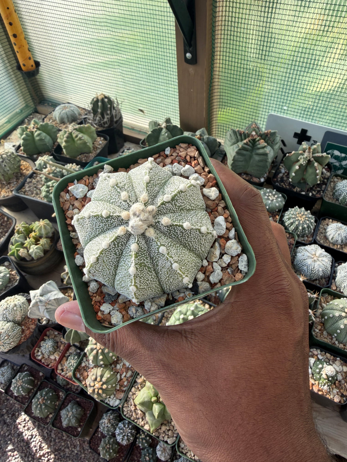 Astrophytum asterias x coahuilense