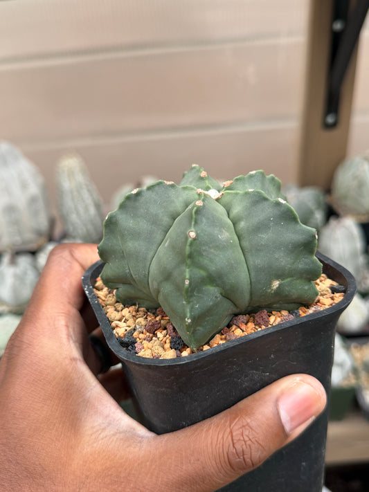Astrophytum myriostigma strongylogonum