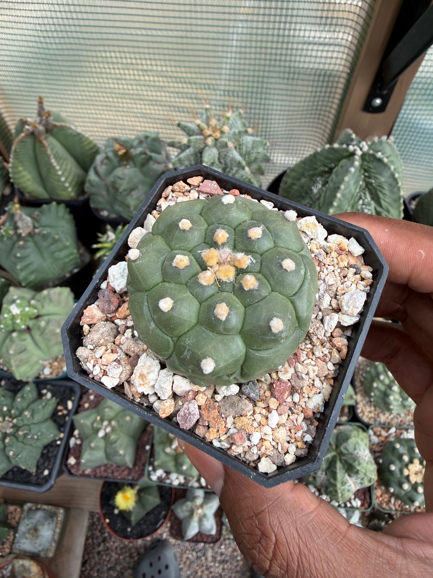 Astrophytum asterias Kikko