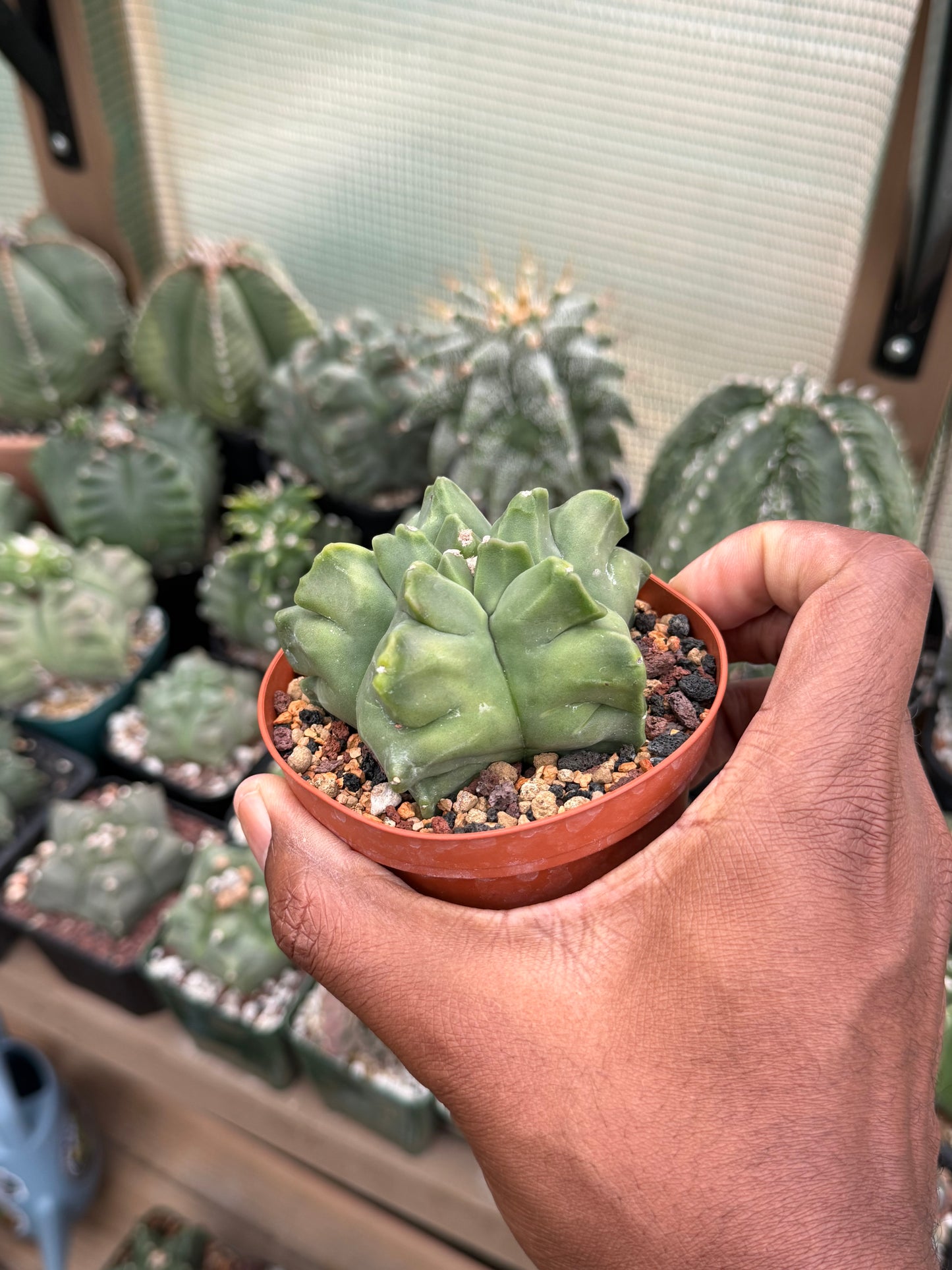 Astrophytum myriostigma Kikko