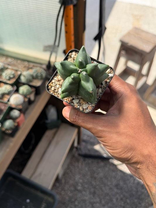Astrophytum myriostigma Super Kikko