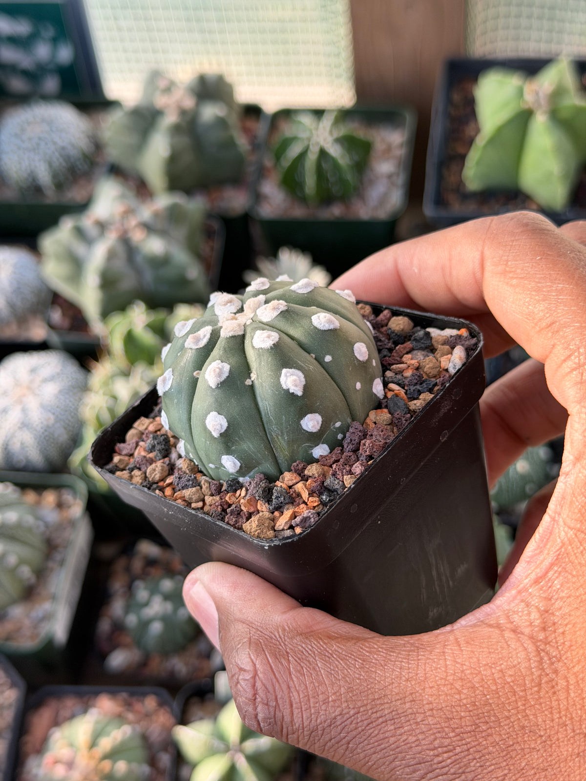 Astrophytum asterias