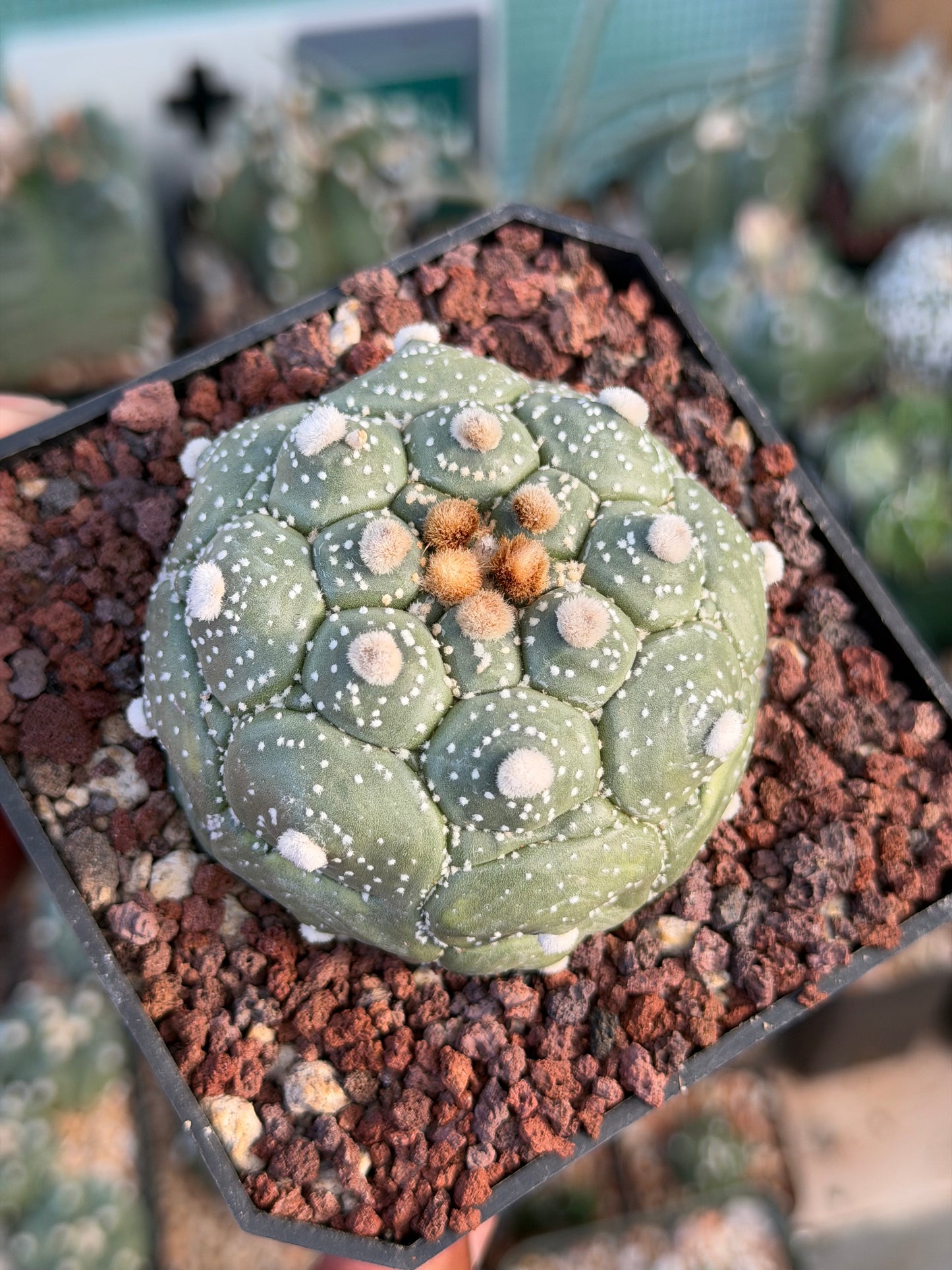 Astrophytum asterias Kikko