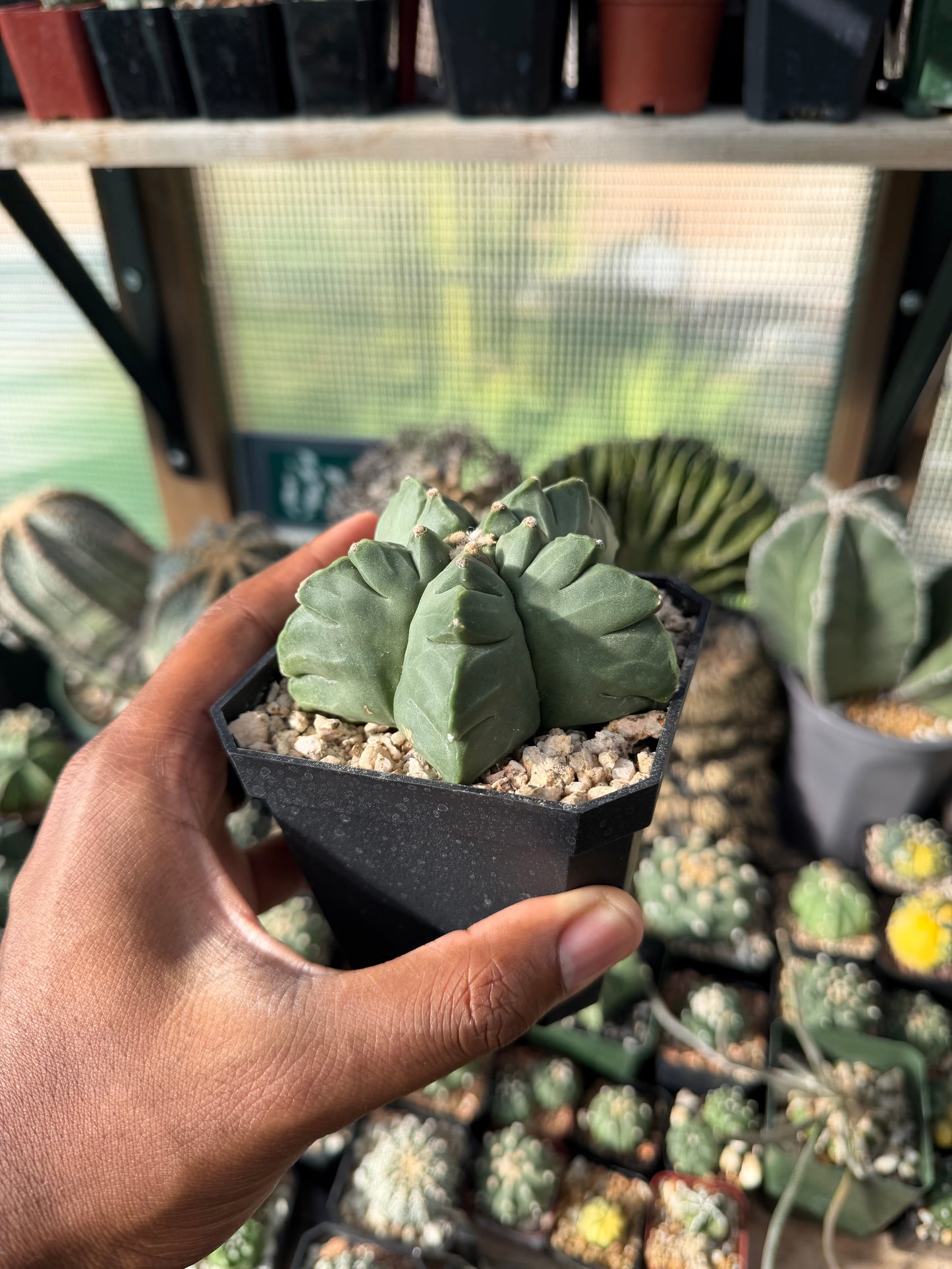 Astrophytum myriostigma Kikko nudum