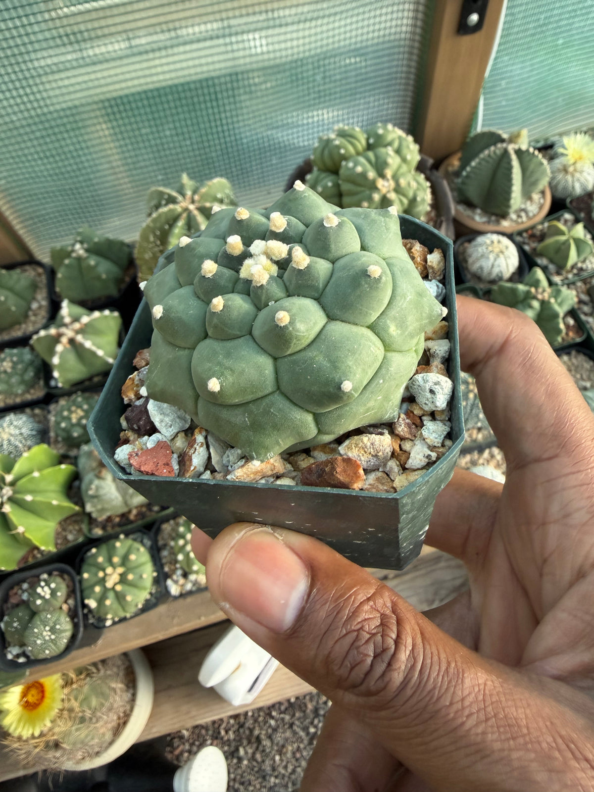 Astrophytum asterias Kikko