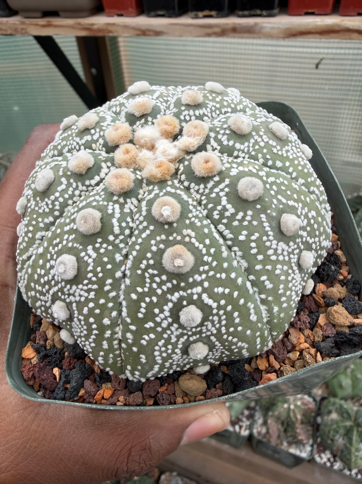 Astrophytum asterias Yamamoto Kabuto
