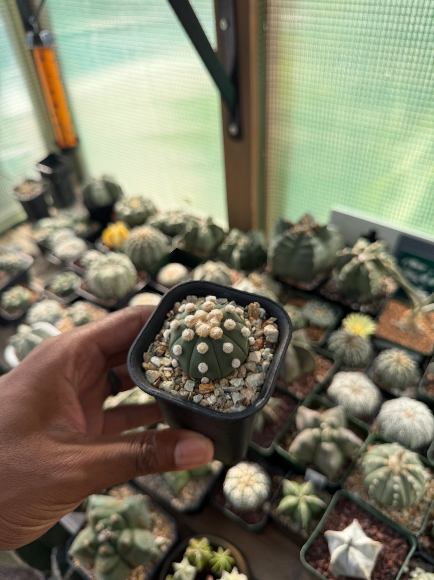Astrophytum asterias Ooibo