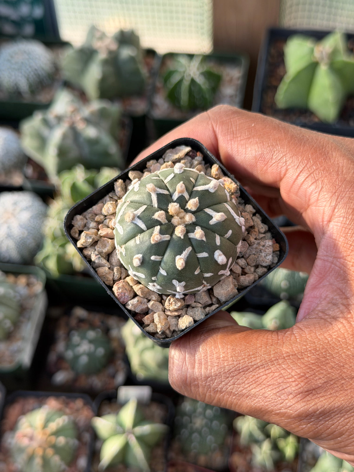Astrophytum asterias Superkabuto V-Type