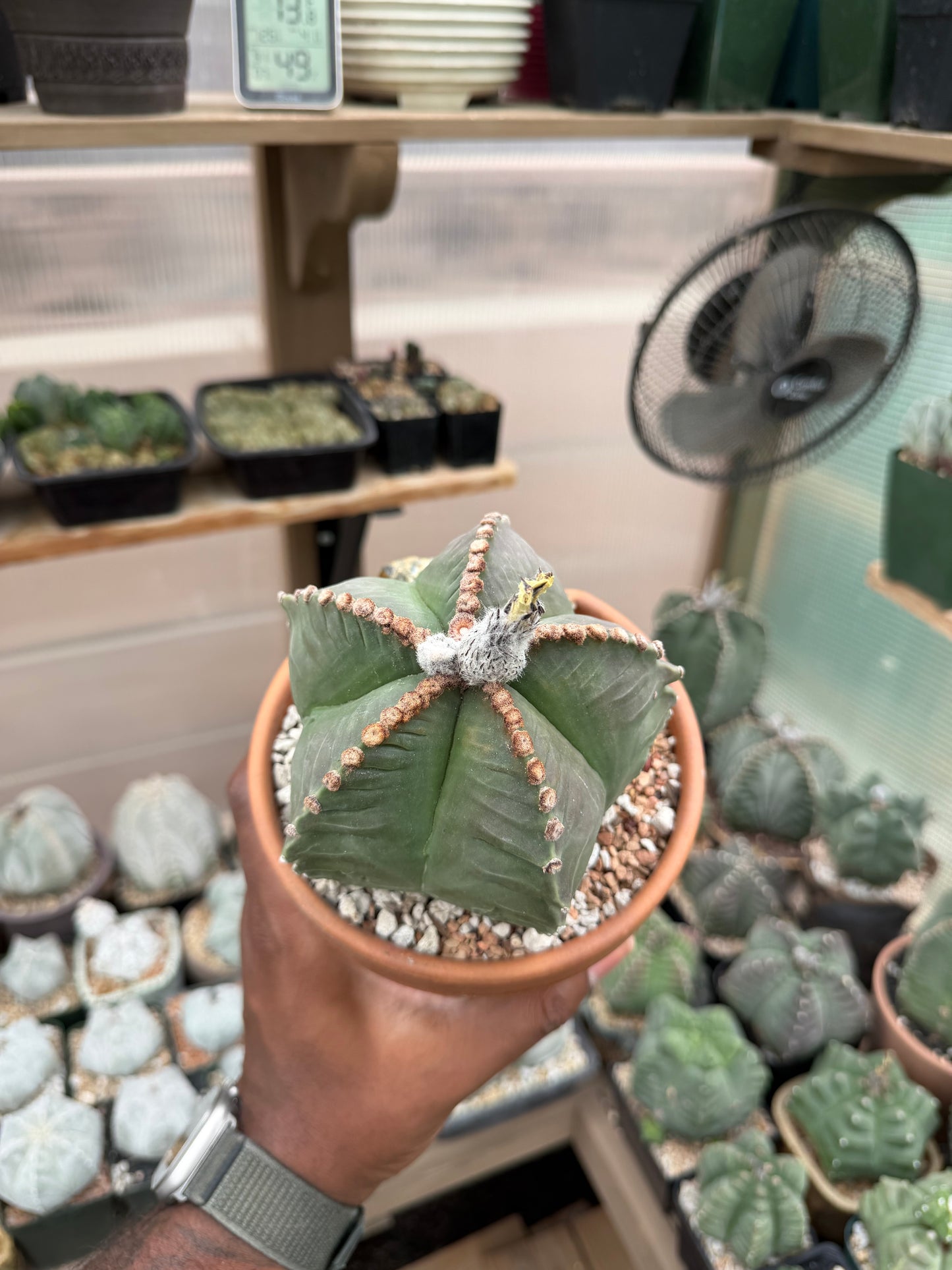 Astrophytum myriostigma Kikko
