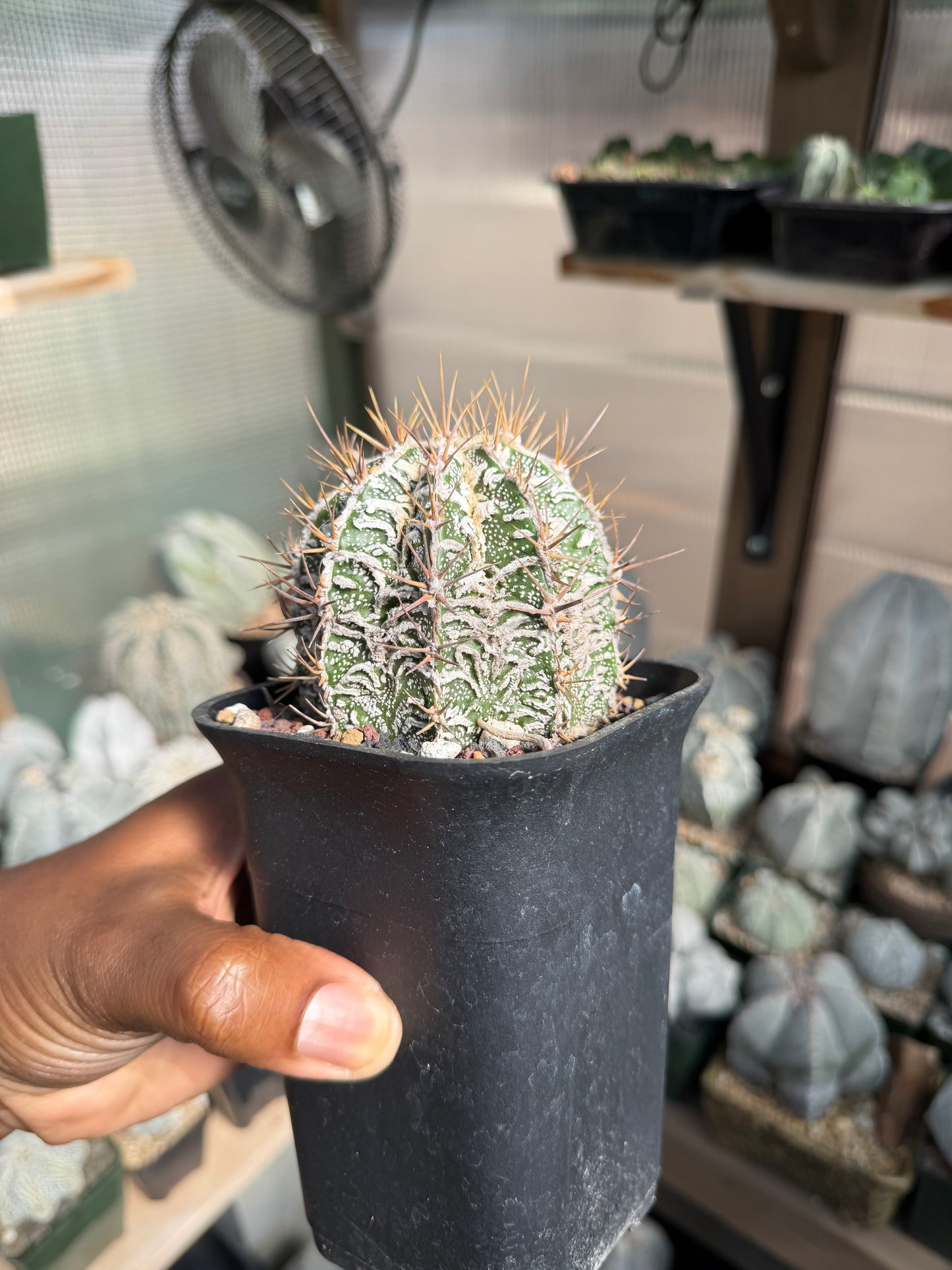 Astrophytum ornatum Fukuryu Hania