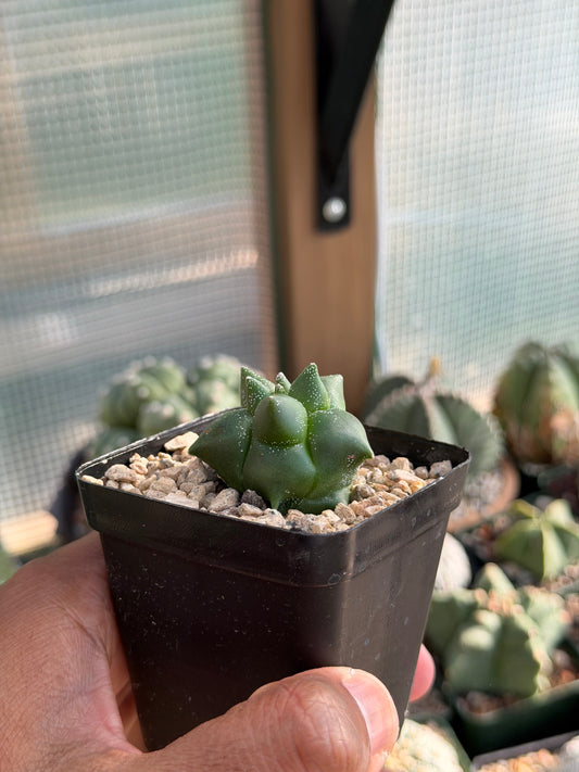 Astrophytum myriostigma Super Kikko