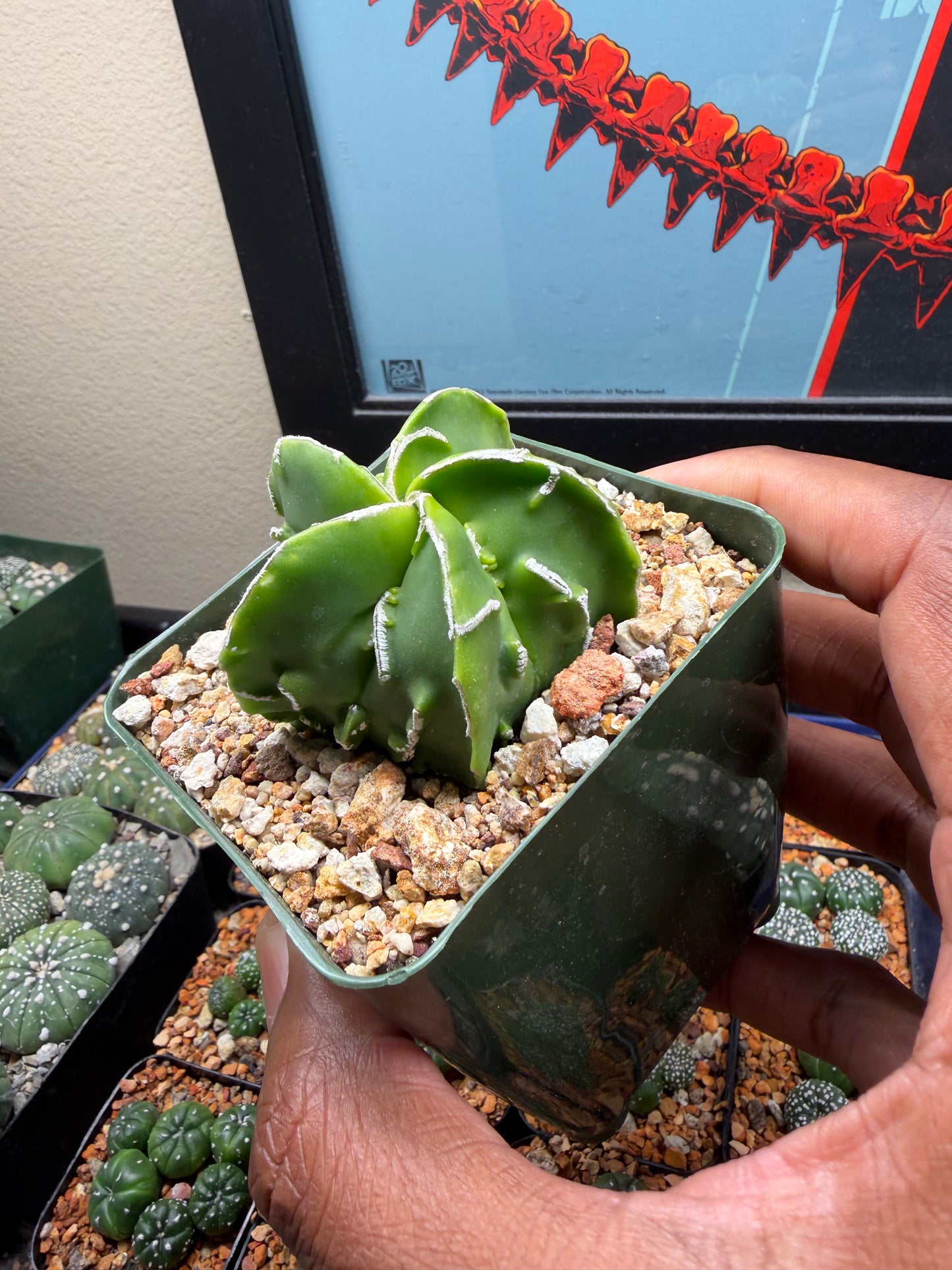 Astrophytum myriostigma Fukuryu Hakujo