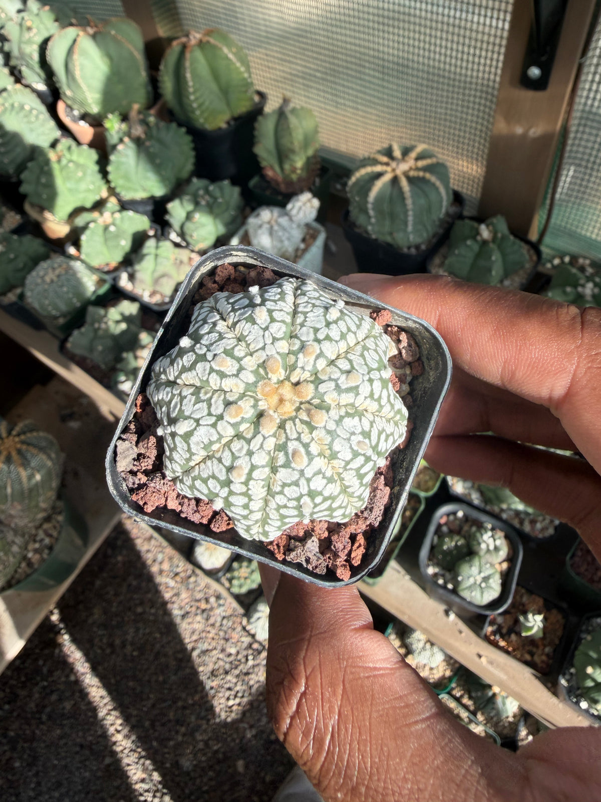 Astrophytum asterias Superkabuto Star Shape