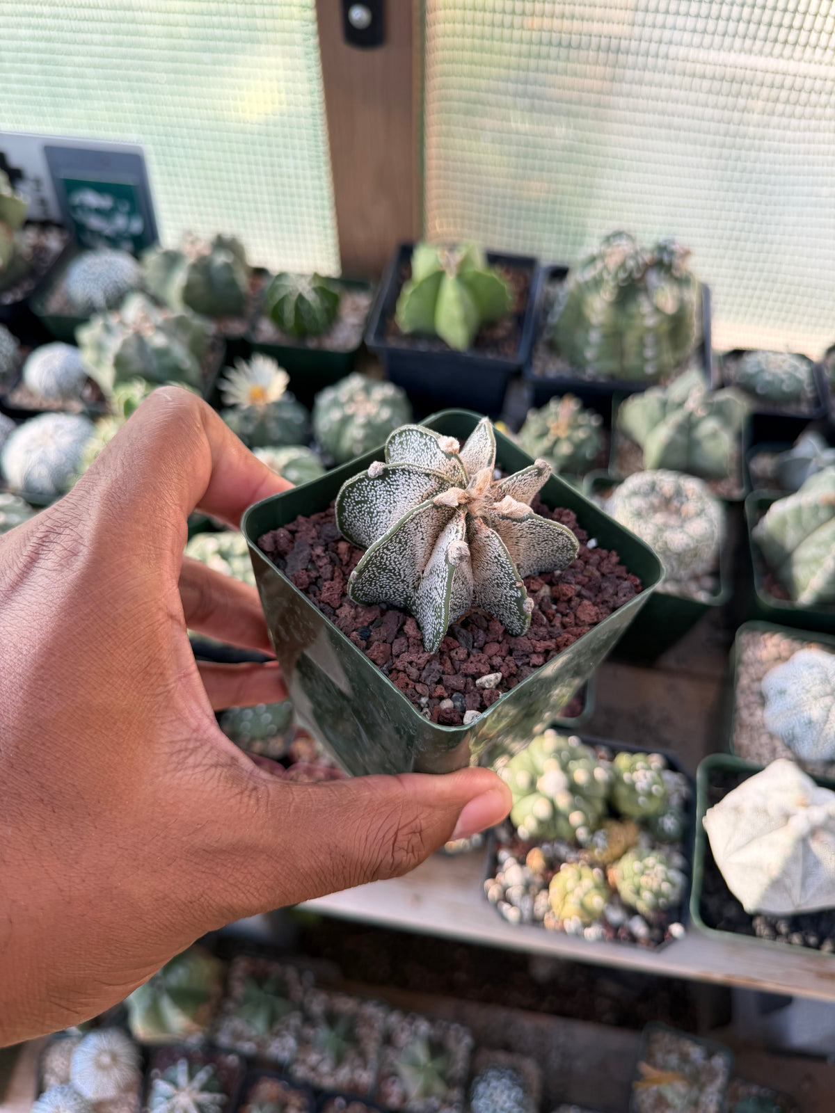 Astrophytum capricorne