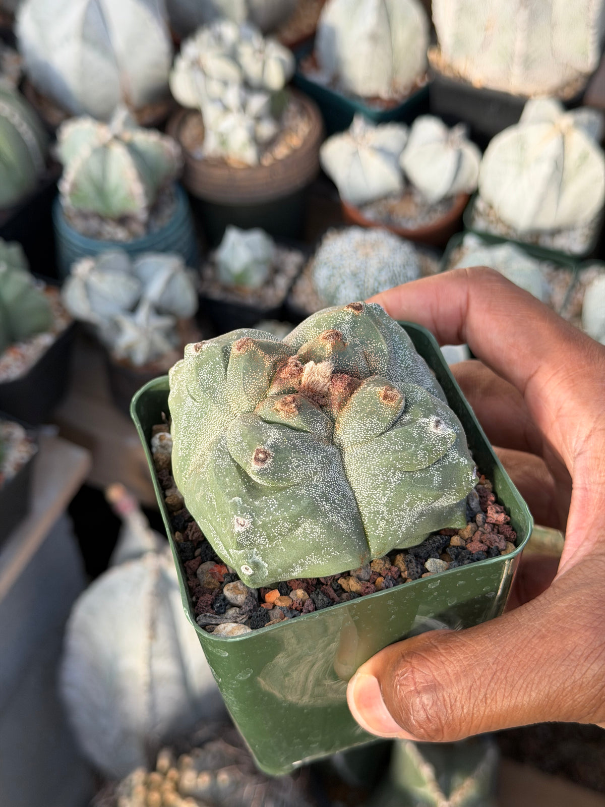 Astrophytum myriostigma Kikko quadricostatum