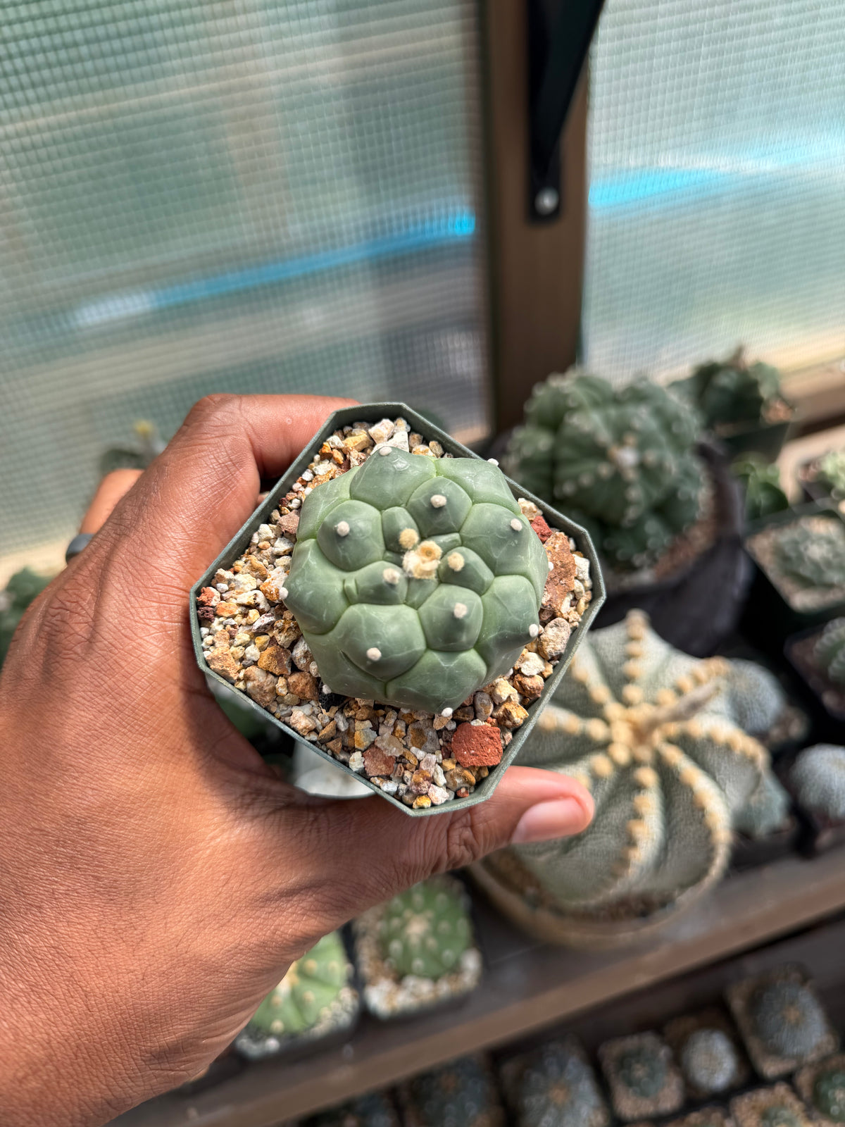 Astrophytum asterias Kikko