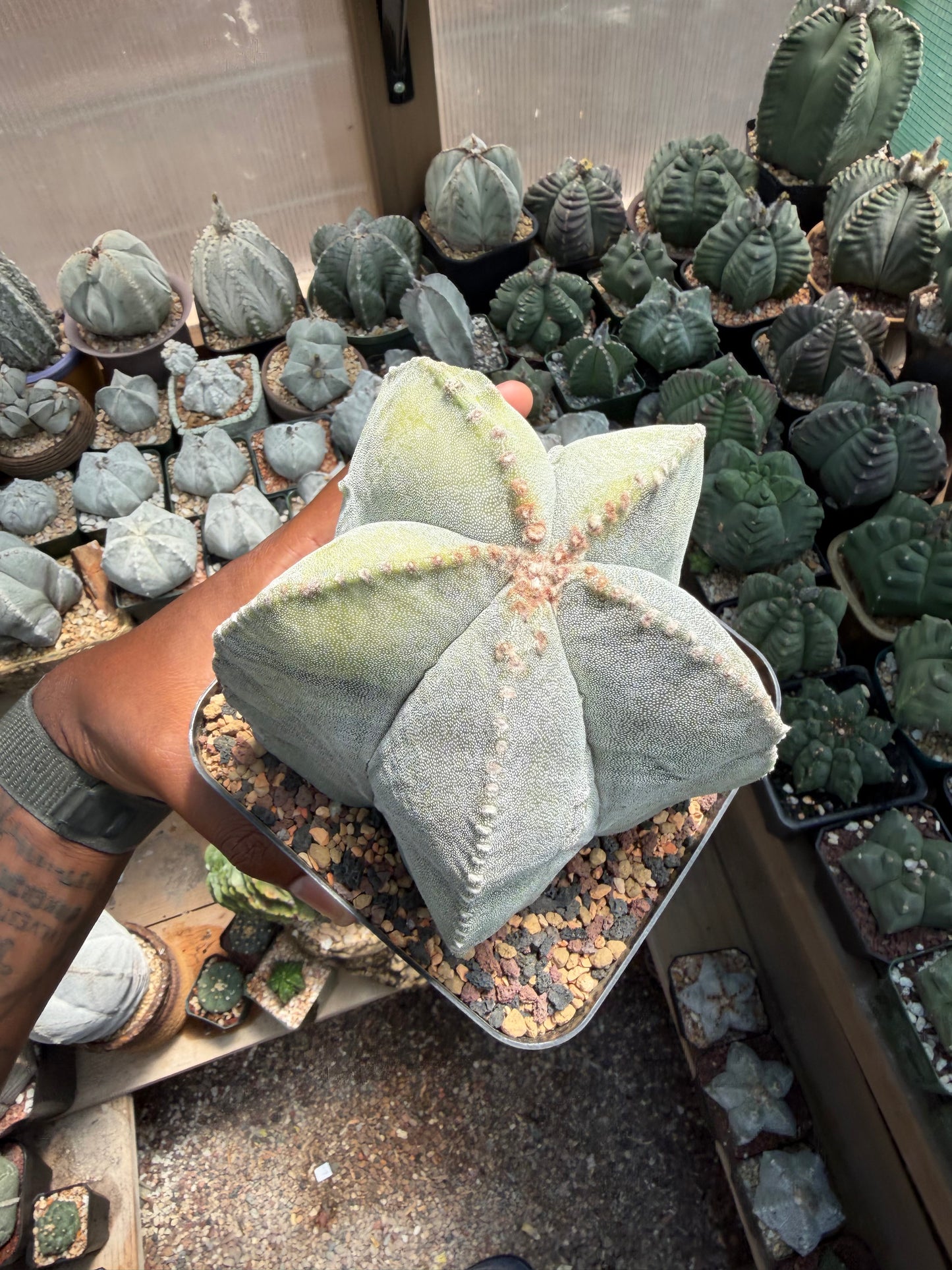 Astrophytum myriostigma Variegated