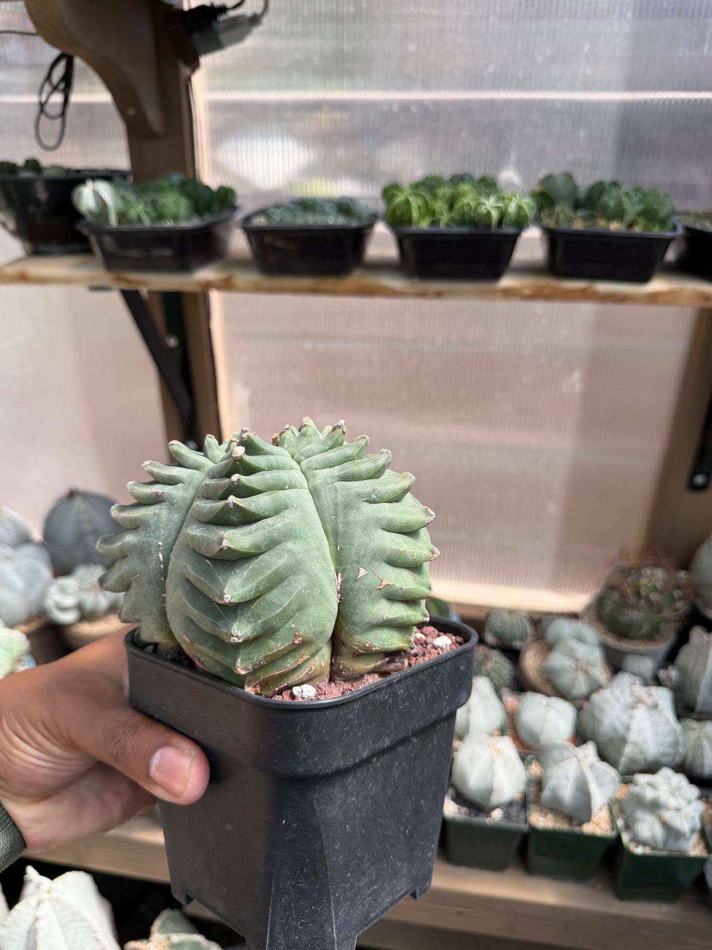 Astrophytum myriostigma Kikko Specimen