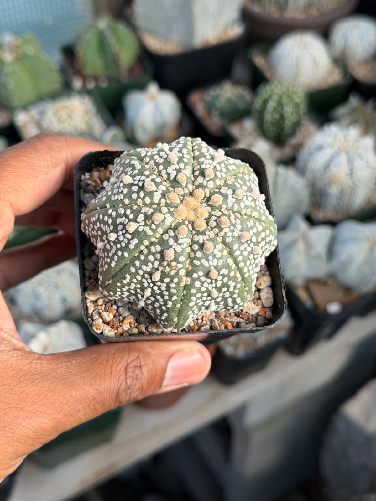 Astrophytum asterias Superkabuto
