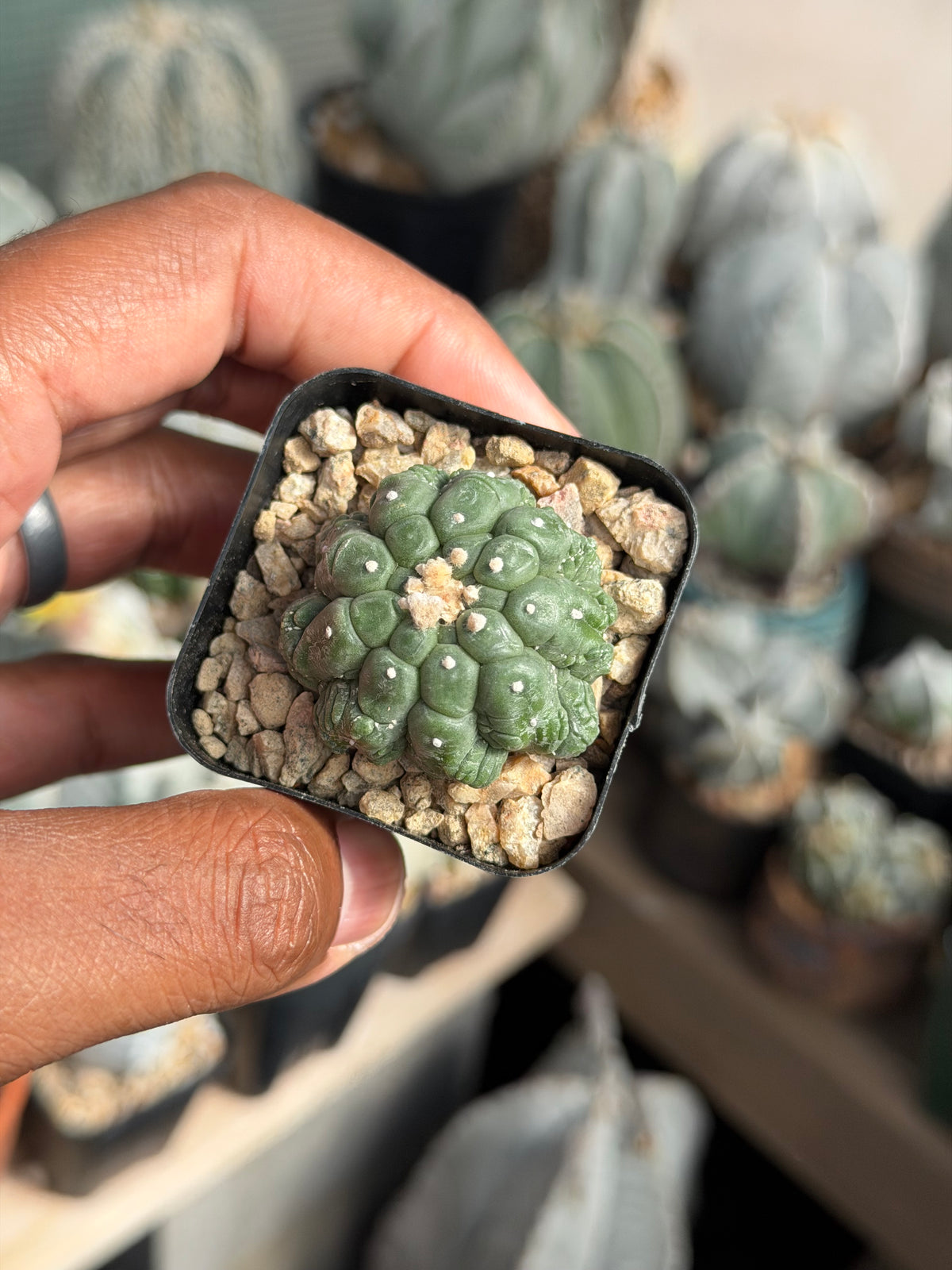 Astrophytum asterias Kikko Lizard Skin