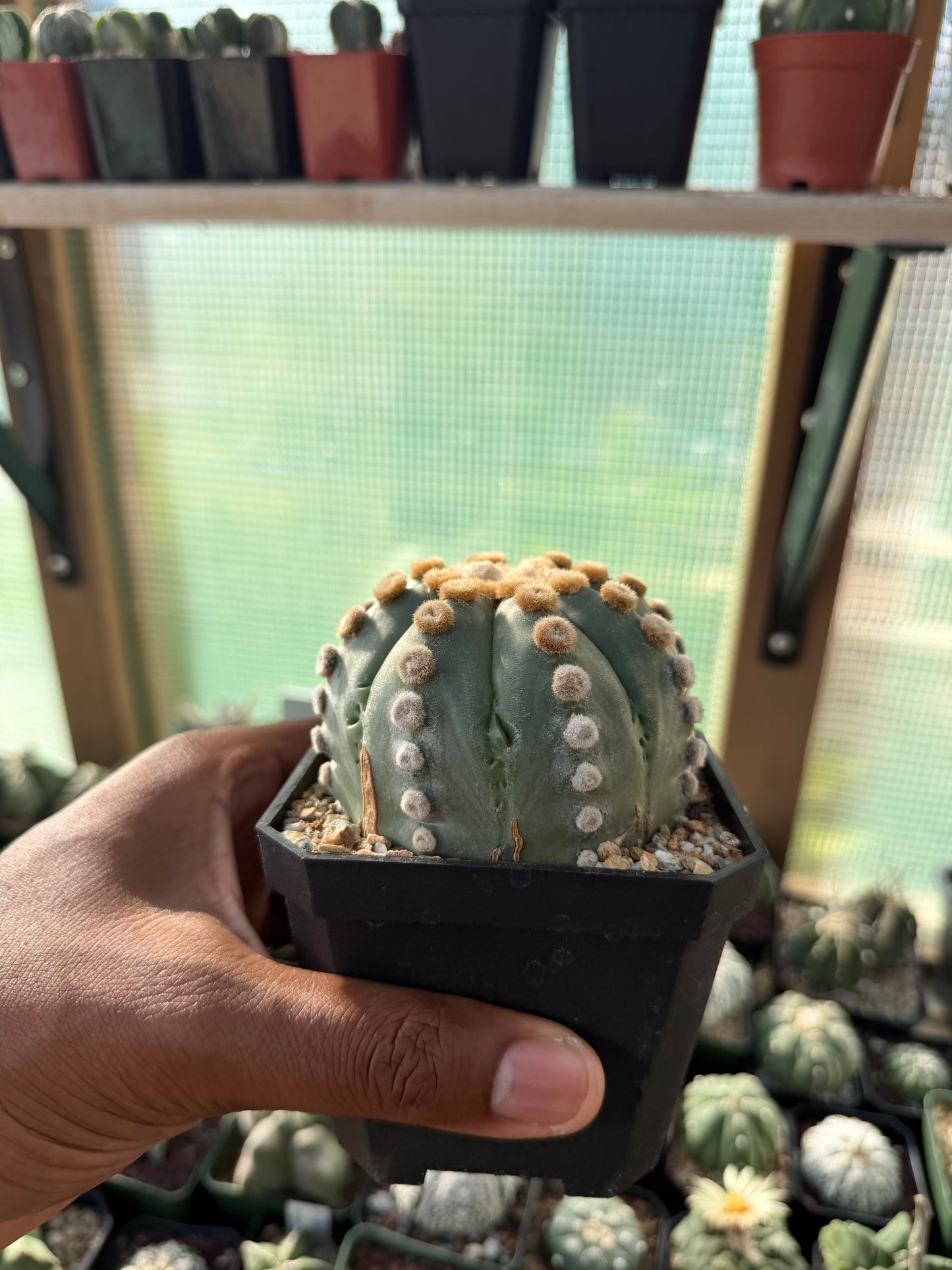 Astrophytum asterias Ooibo