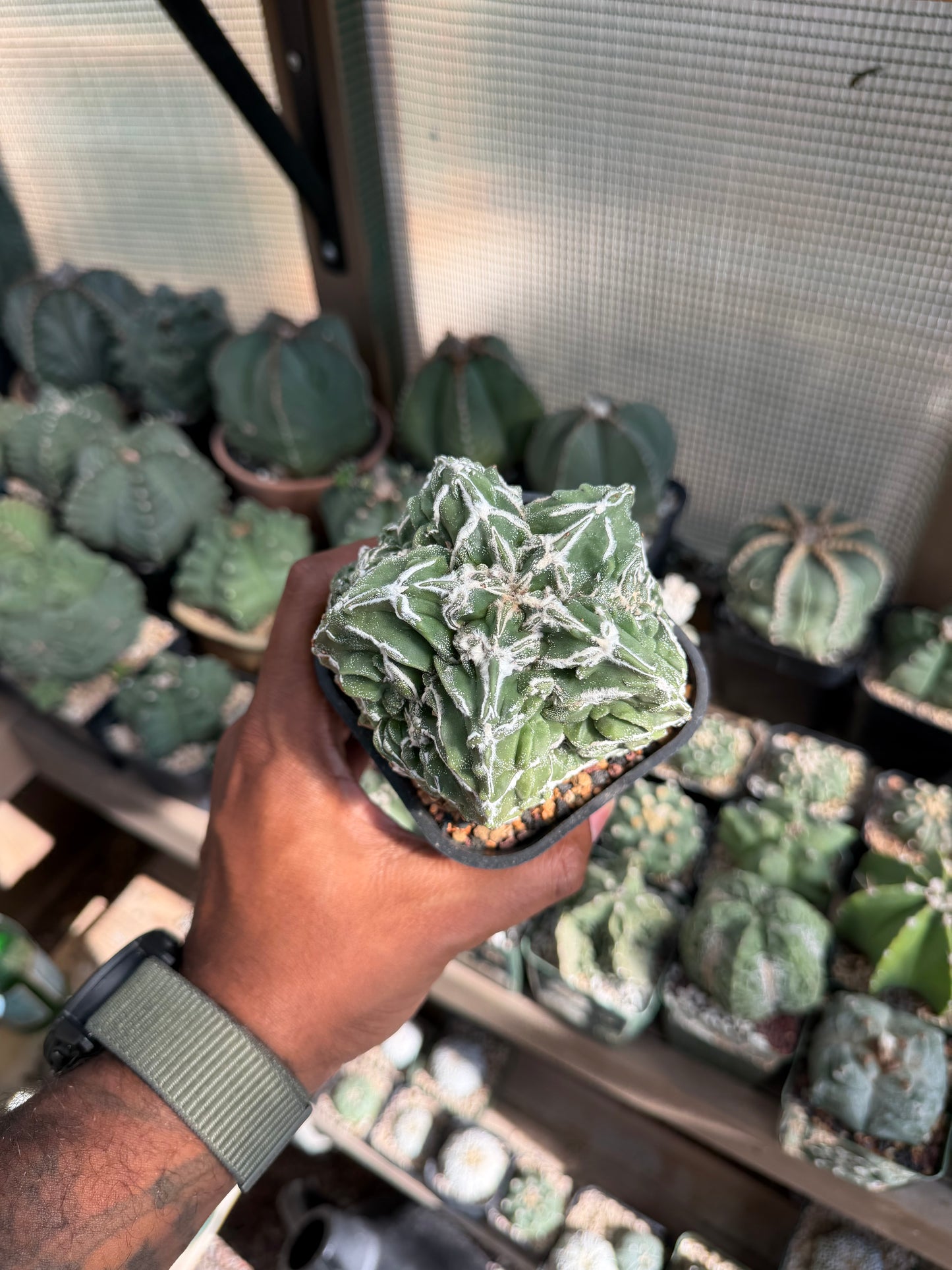 Astrophytum myriostigma Fukuryu Hakujo