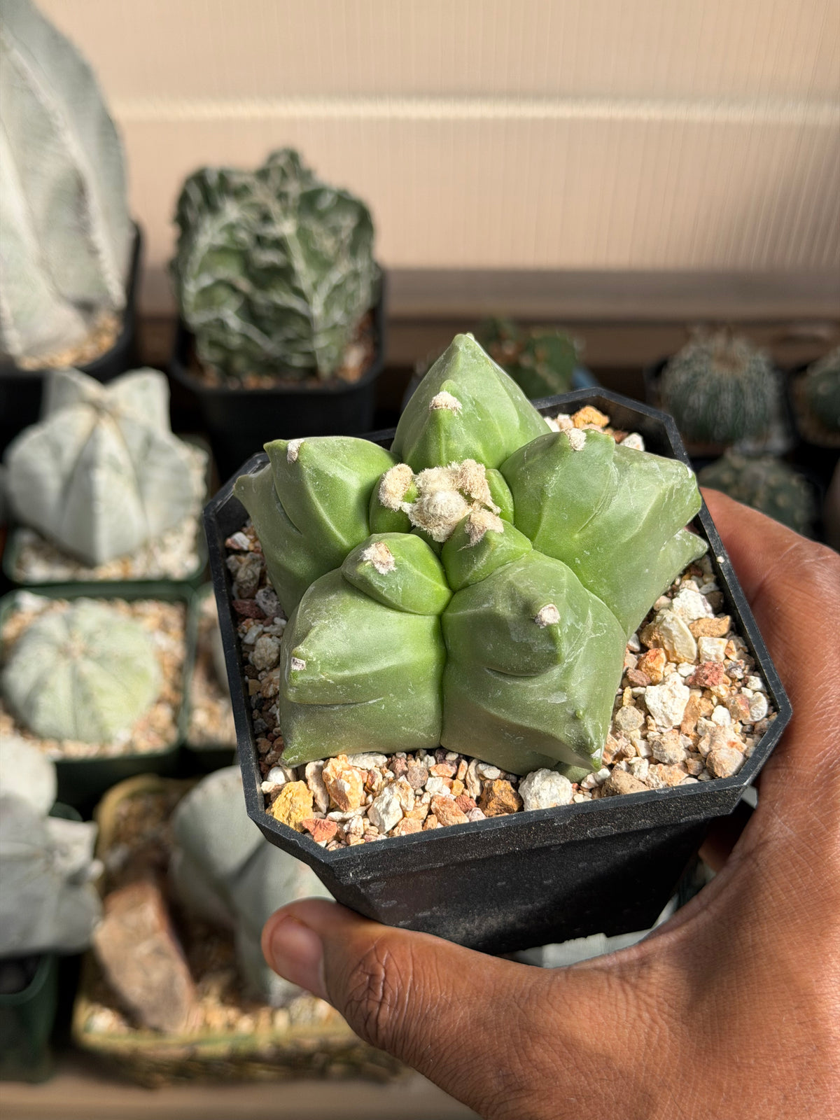 Astrophytum myriostigma Kikko