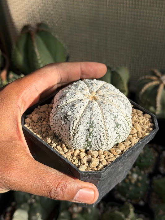 Astrophytum asterias Superkabuto Snow
