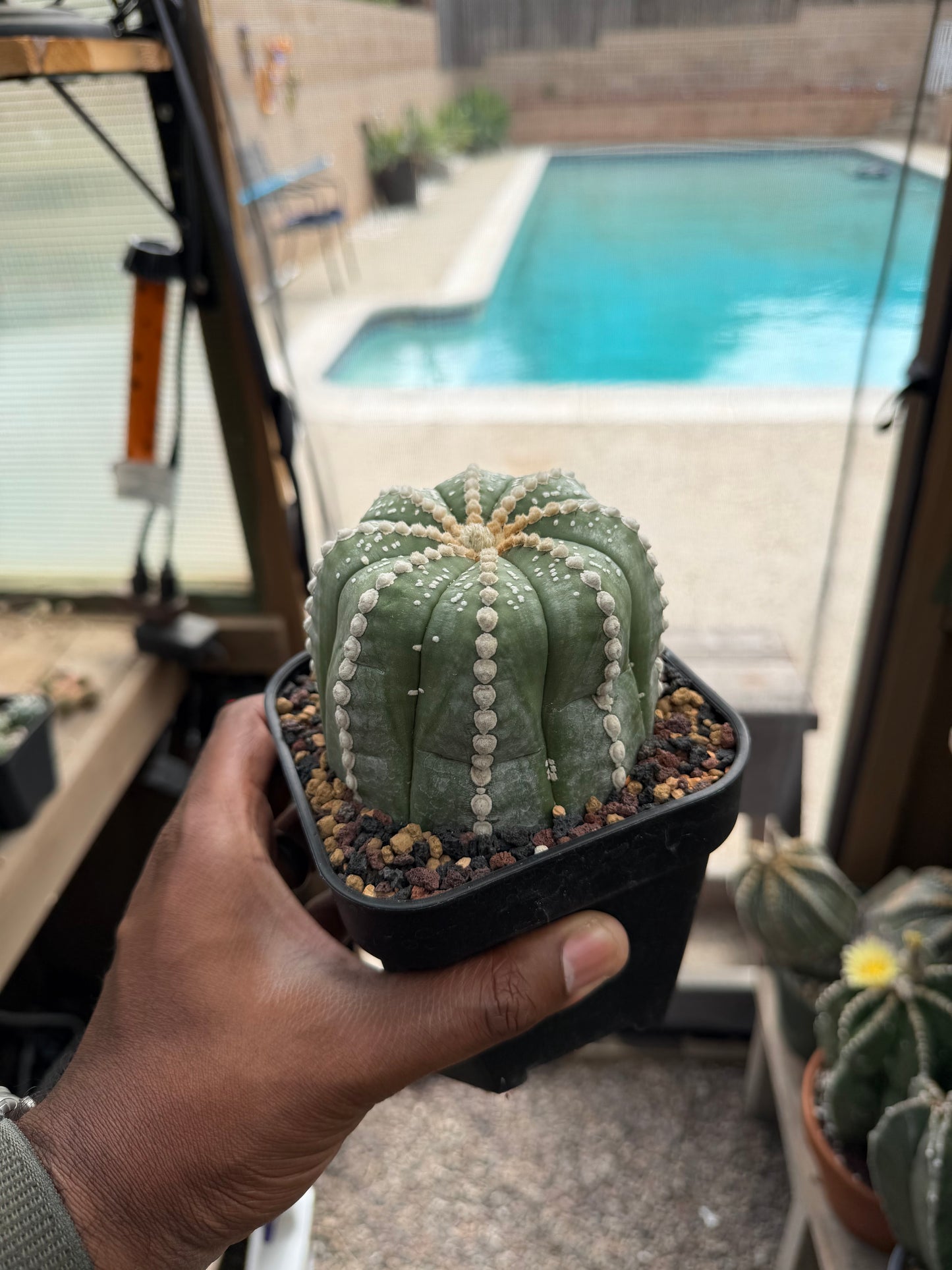 Astrophytum asterias Rensei