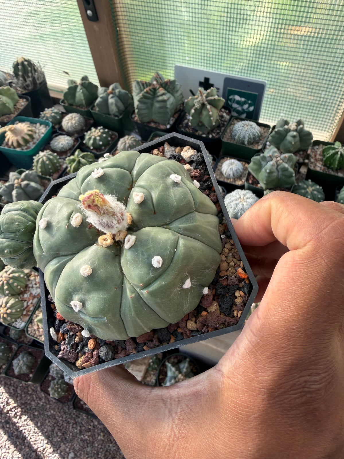Astrophytum asterias Fukuryu Goryo