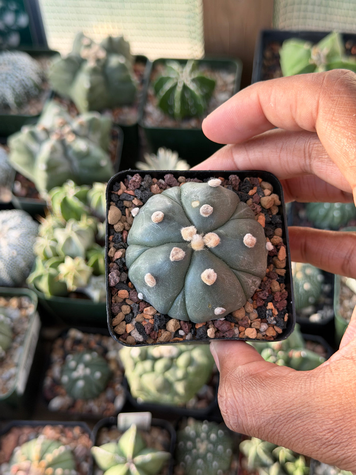 Astrophytum asterias Fukuryu