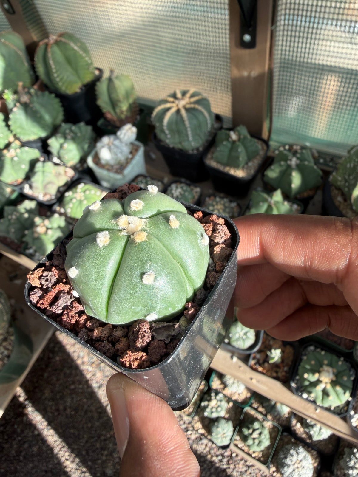 Astrophytum asterias Fukuryu