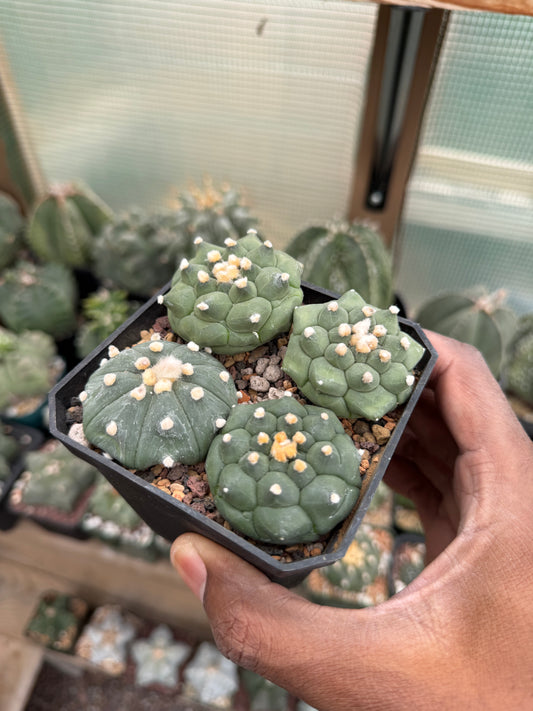 Astrophytum asterias Bundle!