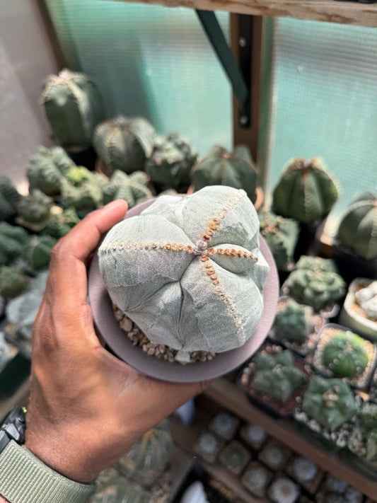 Astrophytum myriostigma tricostatum