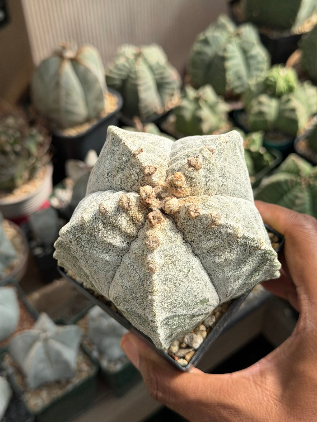 Astrophytum myriostigma strongylogonum