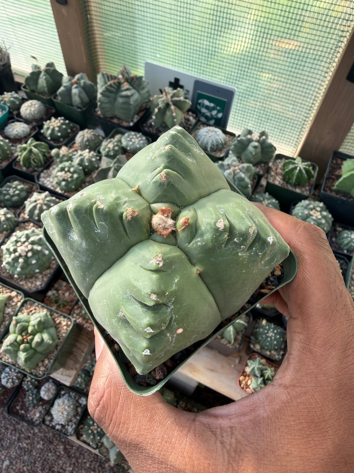 Astrophytum myriostigma Kikko quadricostatum