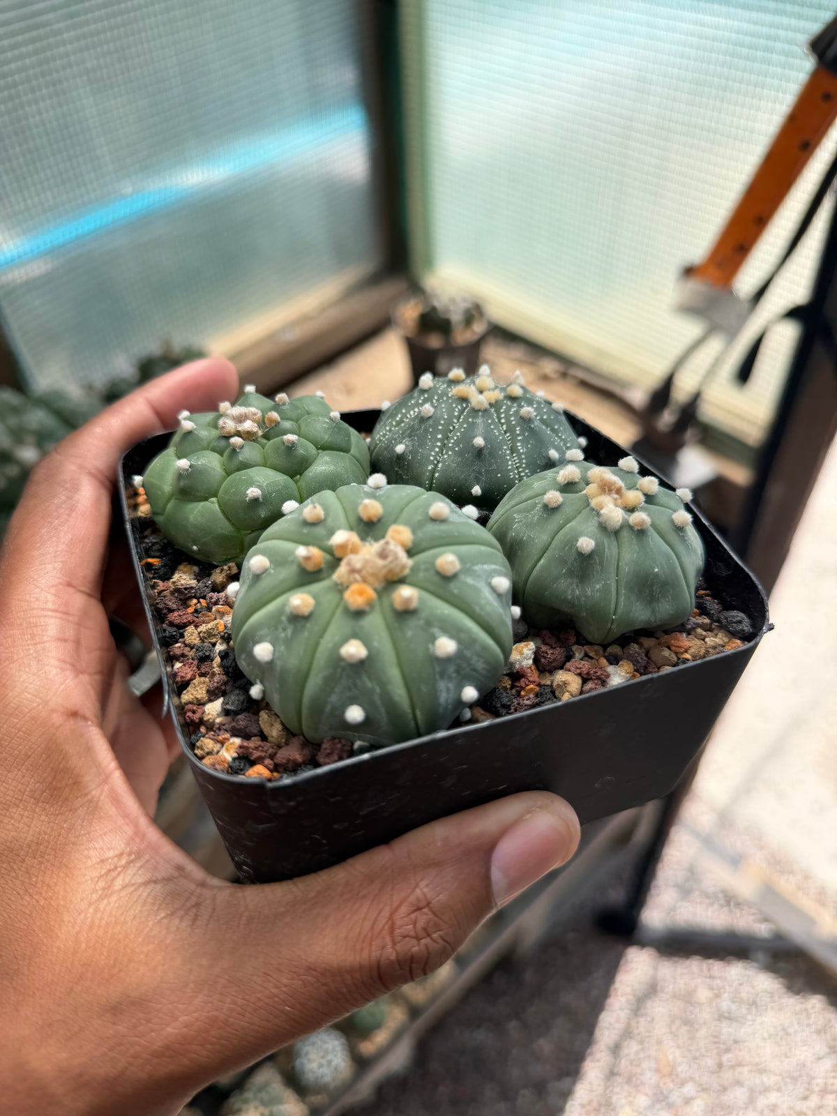 Astrophytum asterias Bundle
