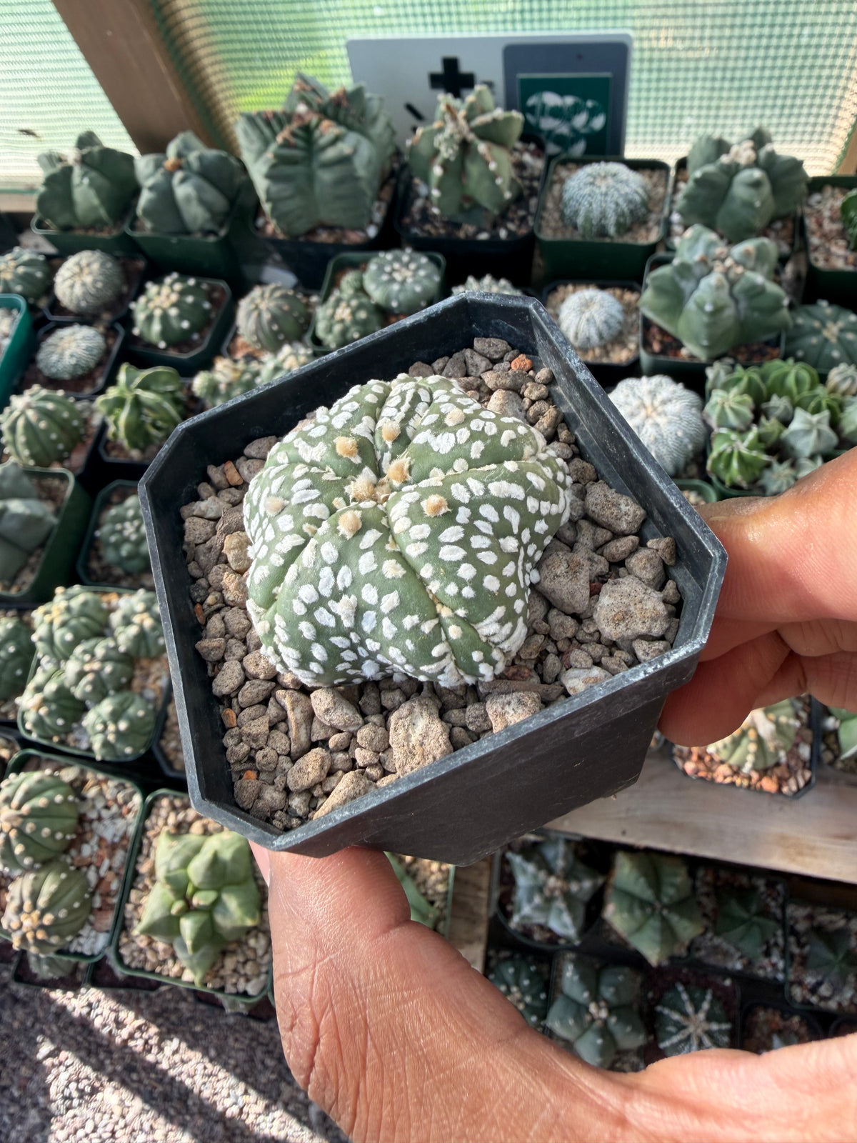 Astrophytum asterias Superkabuto Goryo