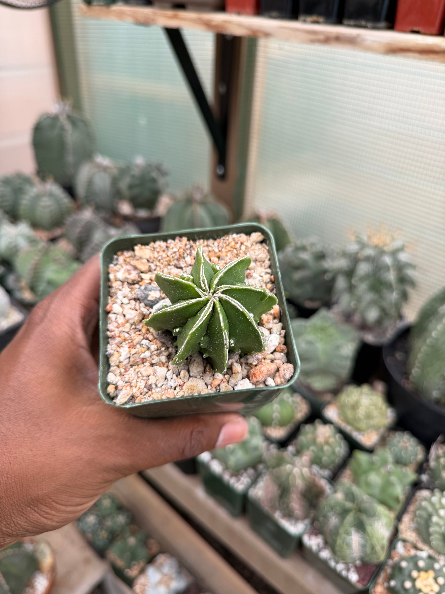 Astrophytum myriostigma Hakujo
