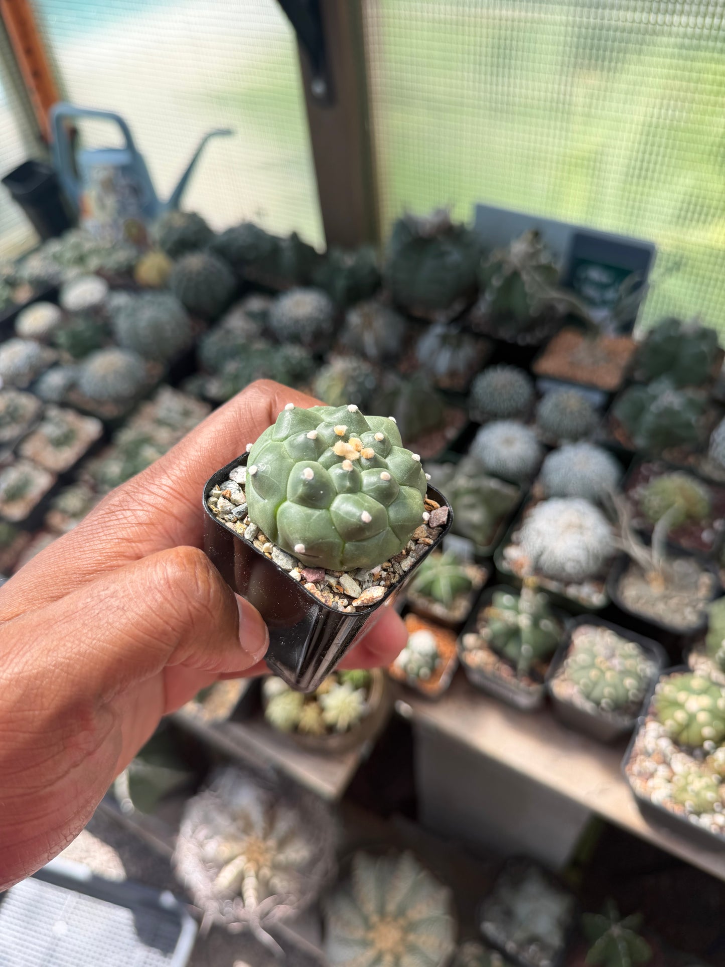 Astrophytum asterias Kikko