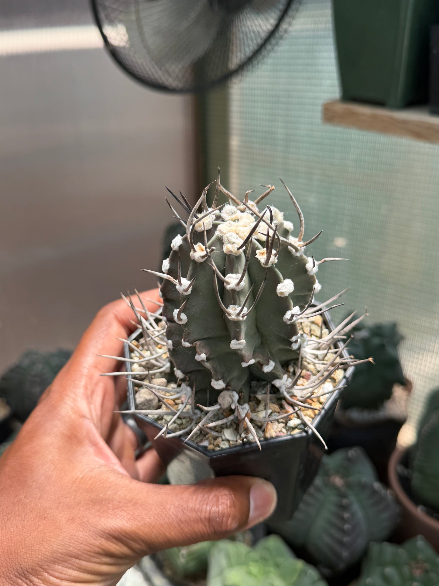 Astrophytum capricorne crassispinum