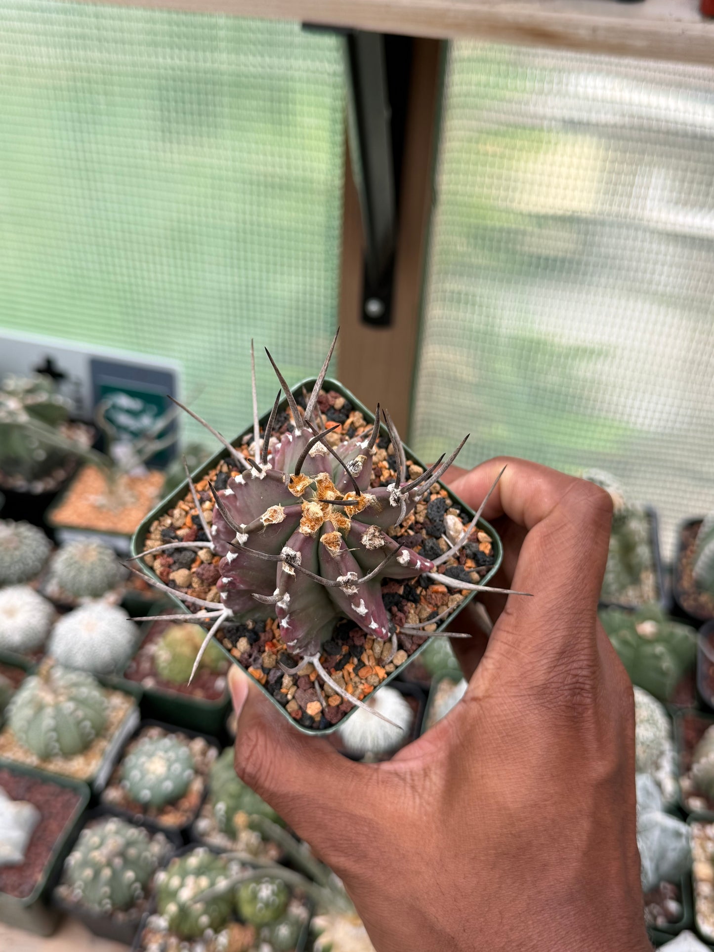 Astrophytum capricorne crassispinum
