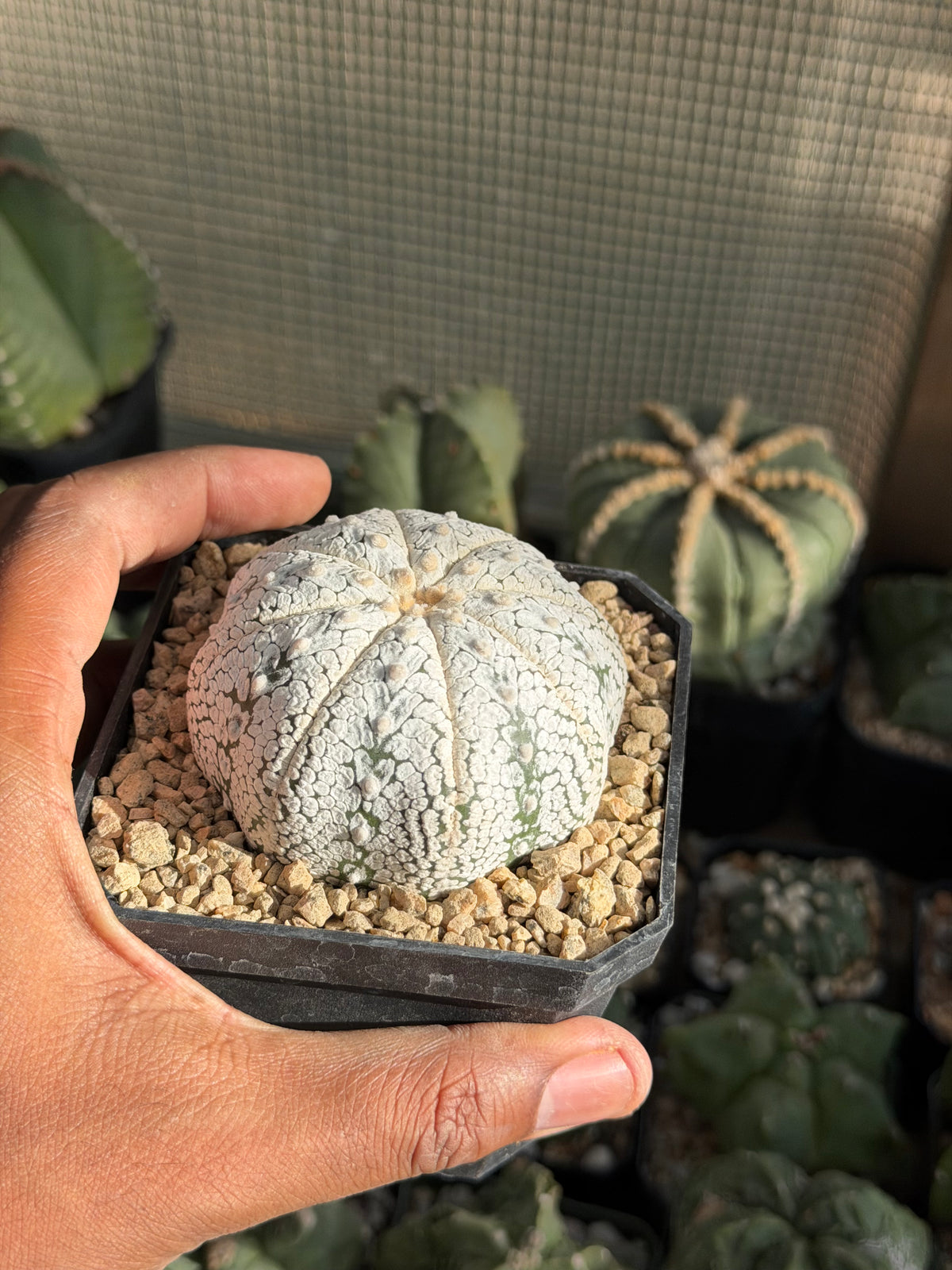 Astrophytum asterias Superkabuto Snow