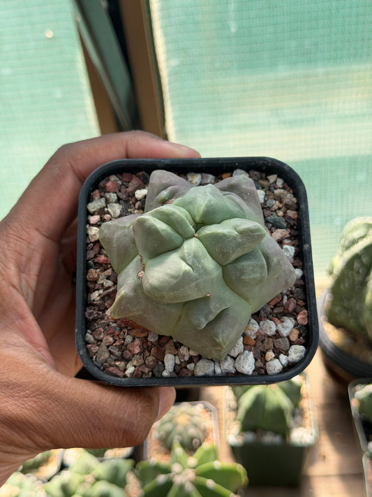 Astrophytum myriostigma Kikko Weirdo!